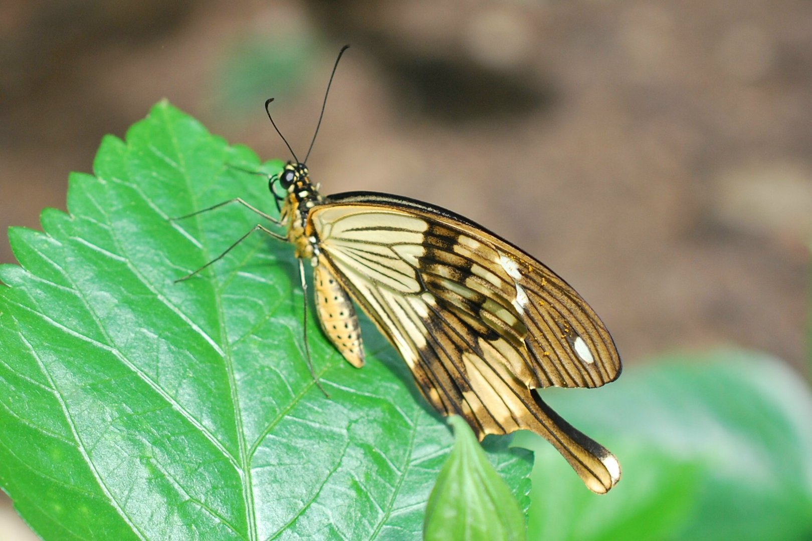 Papilio dardanus