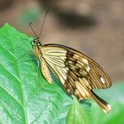 Papilio dardanus