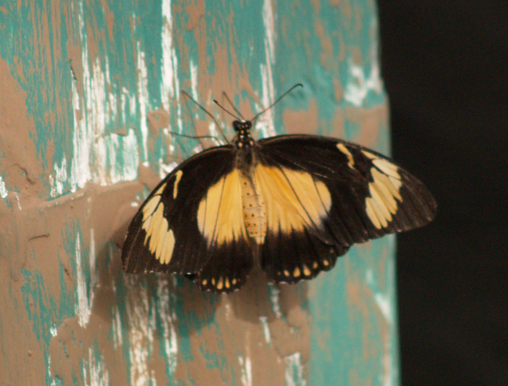 Papilio dardanus  