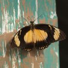 Papilio dardanus  