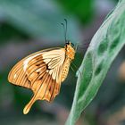 Papilio dardanus