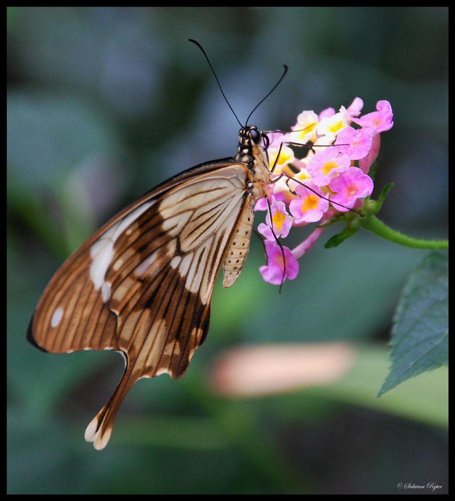 Papilio dardanus