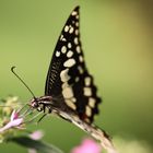 Papilio demodocus