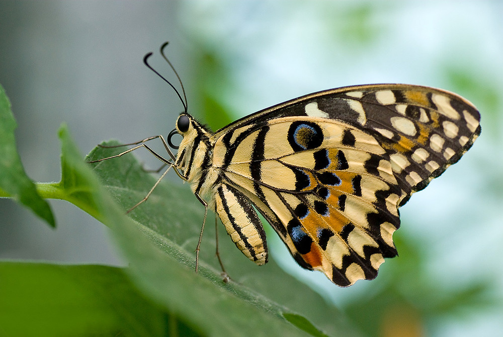 Papilio demodocus