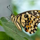 Papilio demodocus