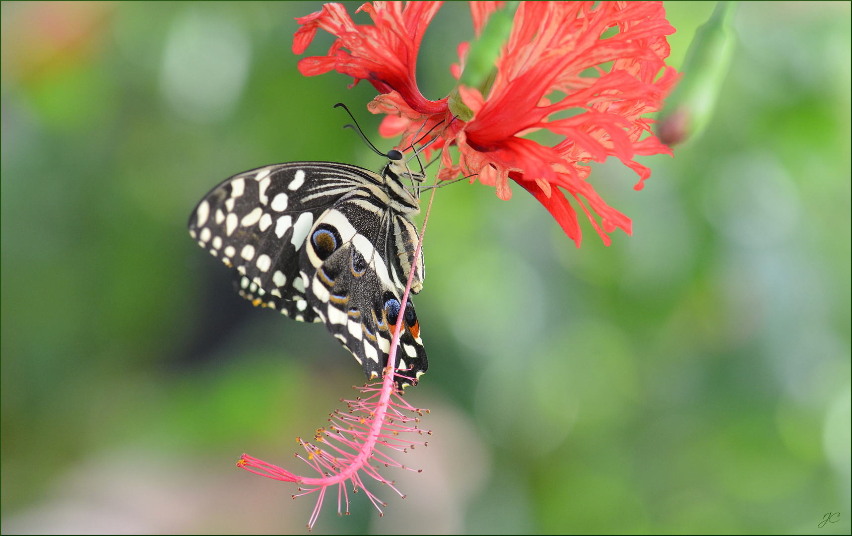 Papilio demodocus