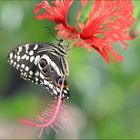 Papilio demodocus