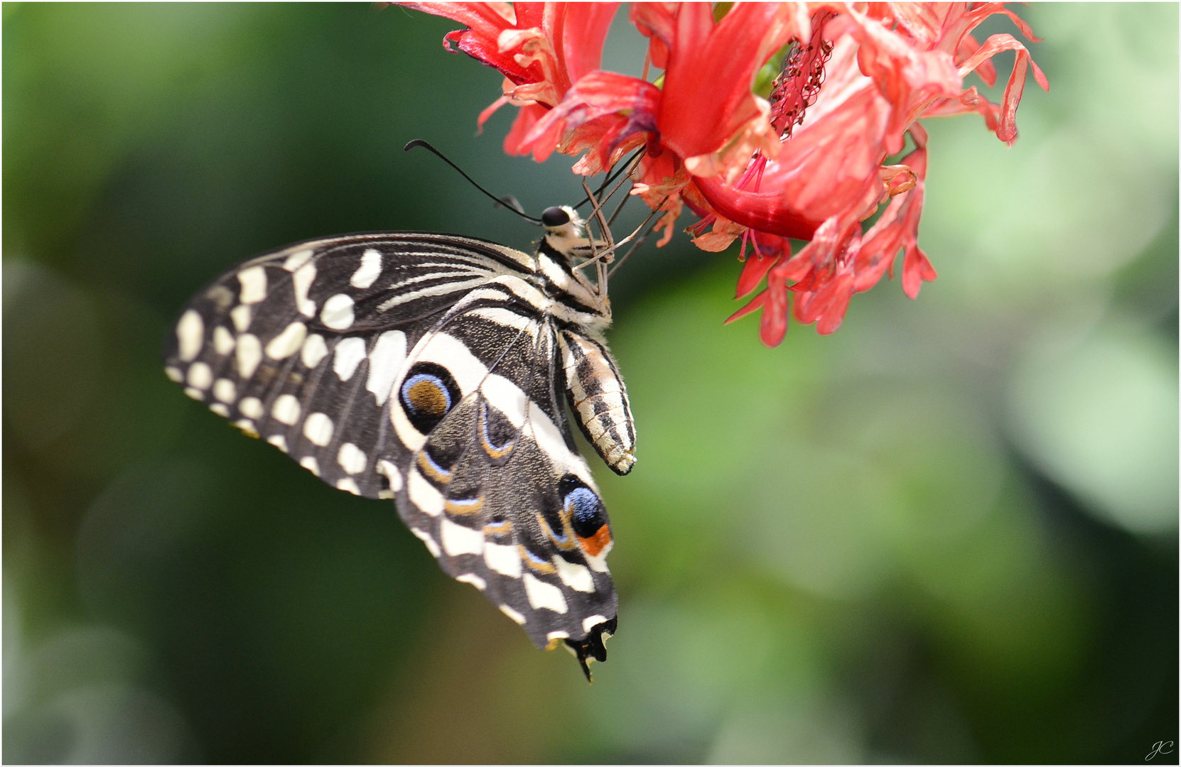 Papilio demodocus