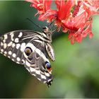 Papilio demodocus