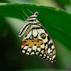 Papilio demodocus - Afrikanischer Zitronenschmetterling