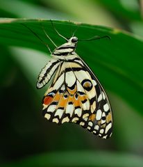 Papilio demodocus - Afrikanischer Zitronenschmetterling