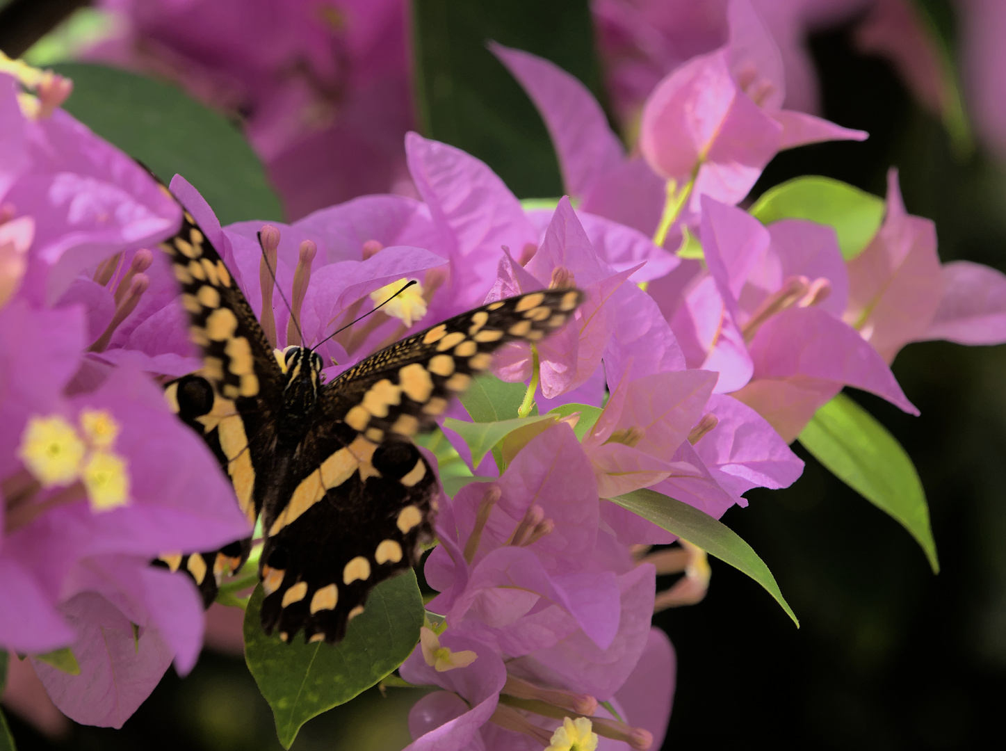 Papilio demodocus an der Bougainvillea