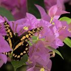 Papilio demodocus an der Bougainvillea