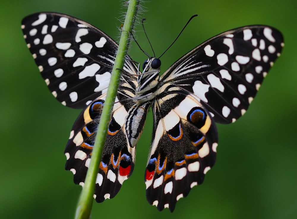 Papilio demodocus