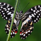 Papilio demodocus