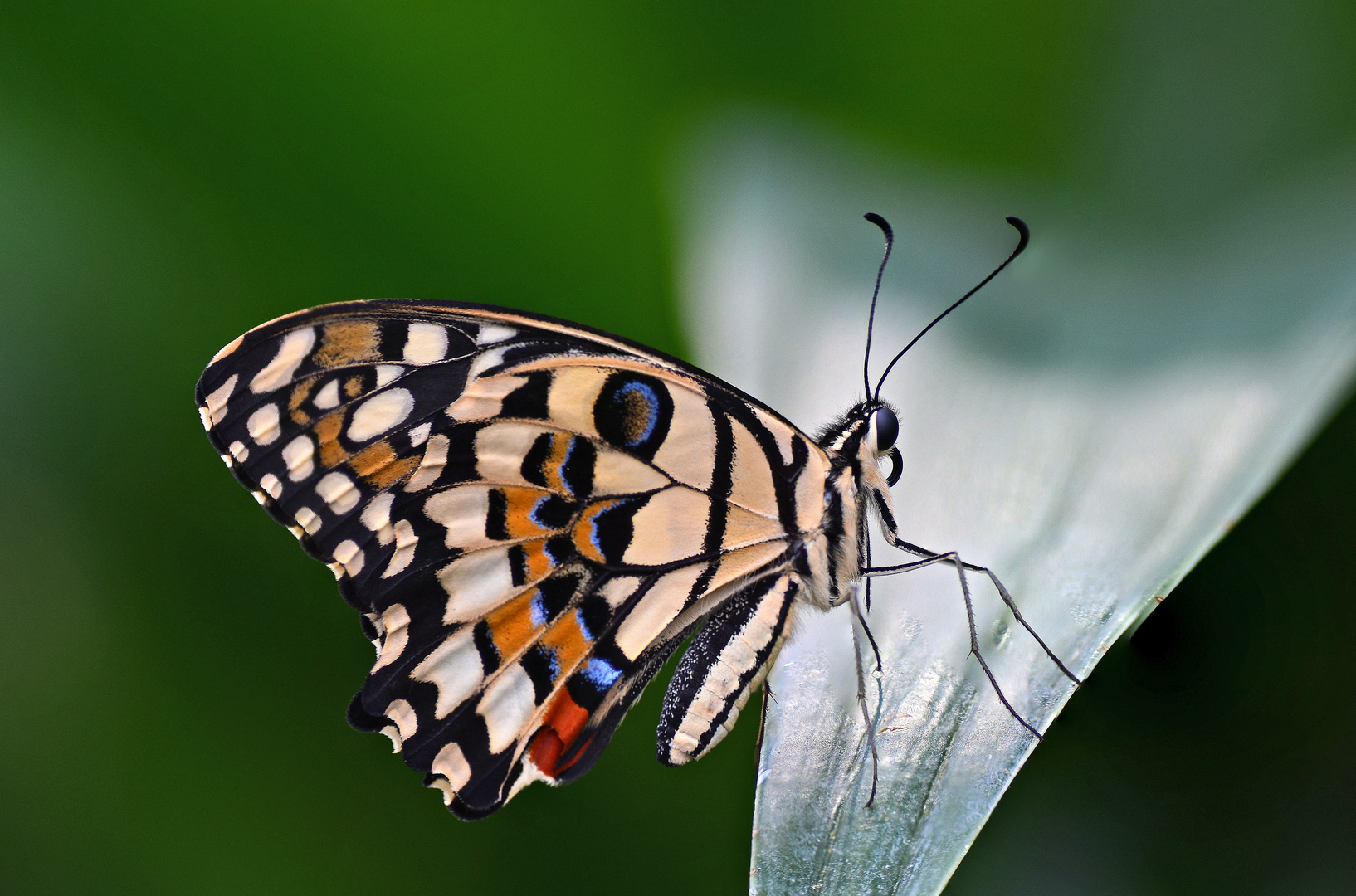 Papilio demodocus