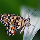 Papilio demodocus