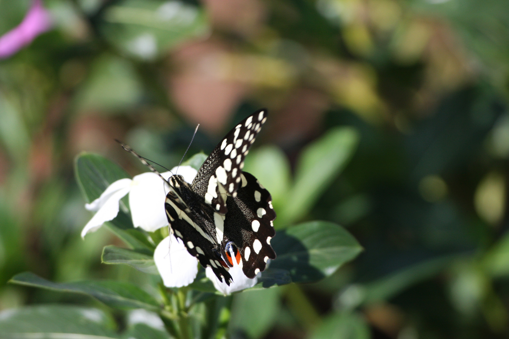 Papilio demodocus