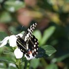 Papilio demodocus