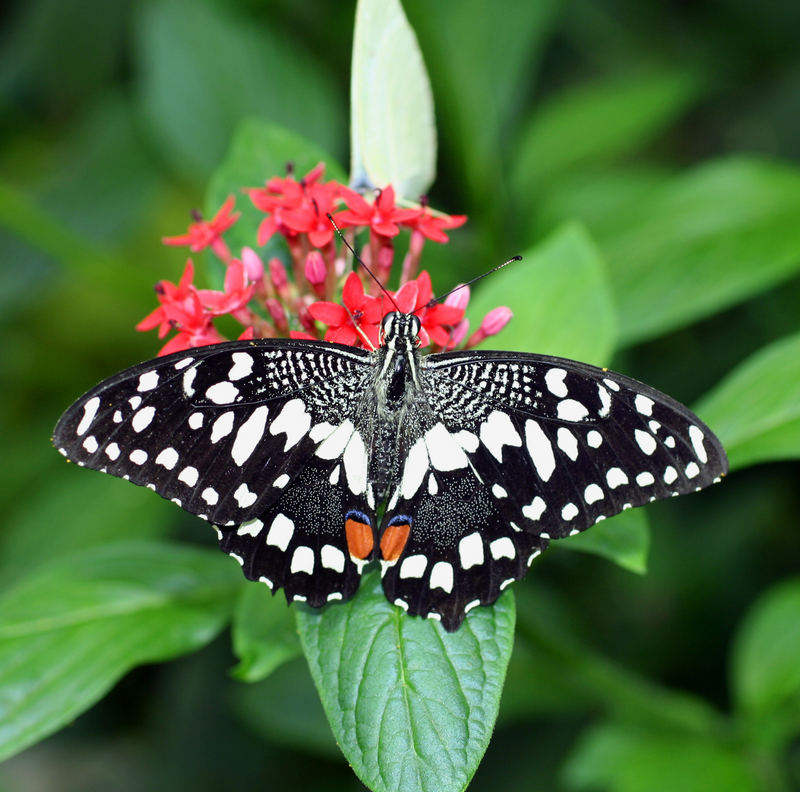 Papilio demodocus ; Papilionidae; Kenya