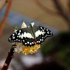  Papilio demodocus - Zitrus Schwalbenschwanz
