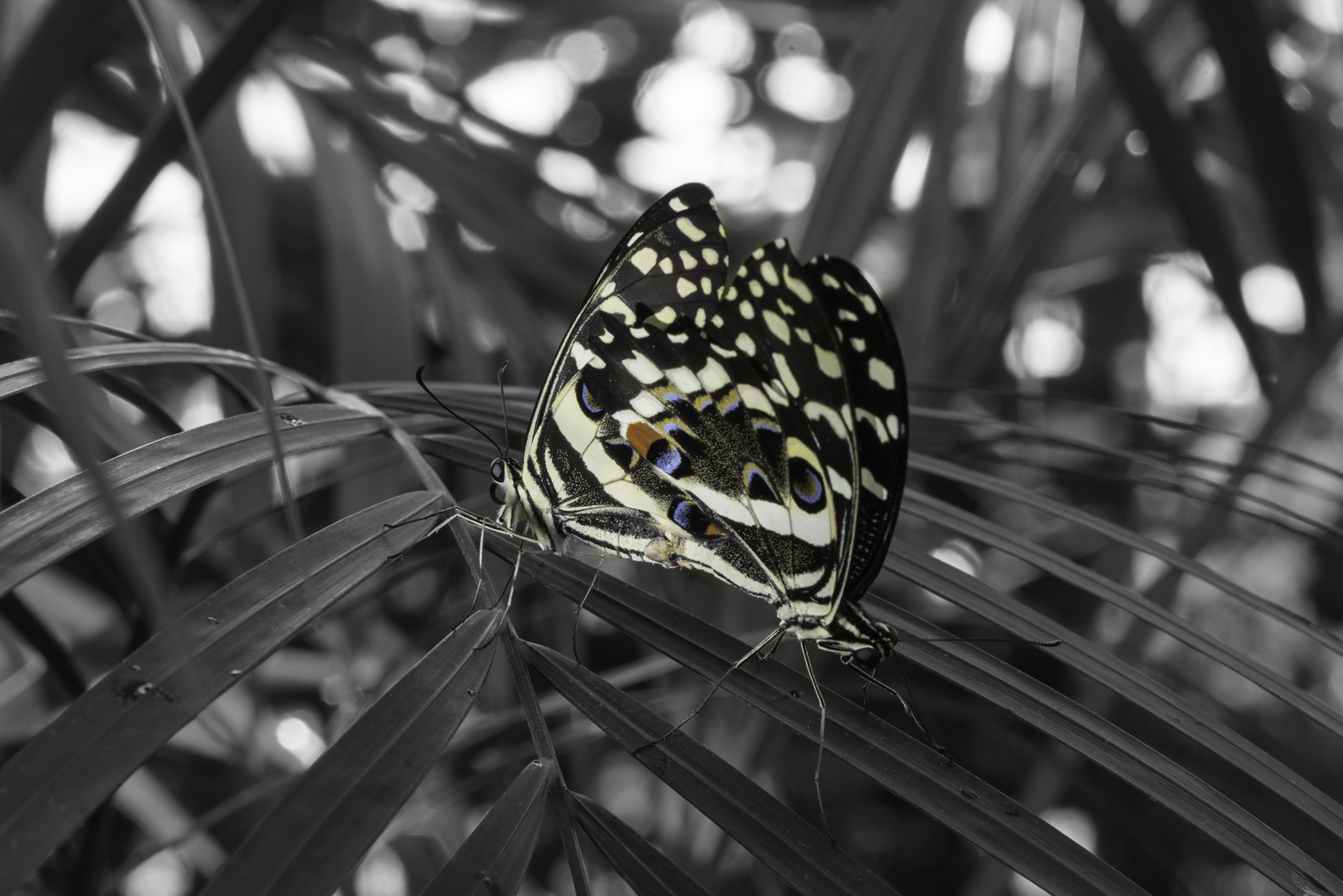  - Papilio demodocus - Ztronenwürfelfalter