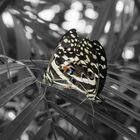  - Papilio demodocus - Ztronenwürfelfalter