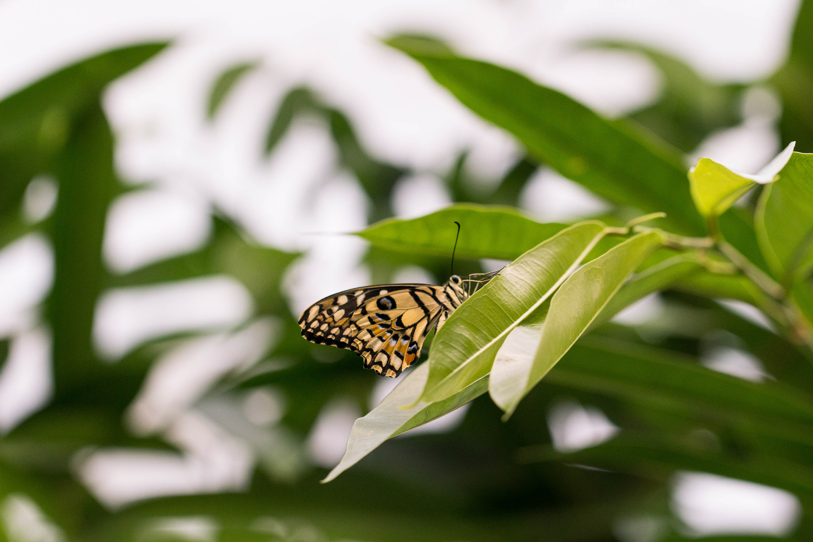 Papilio demoleus 01