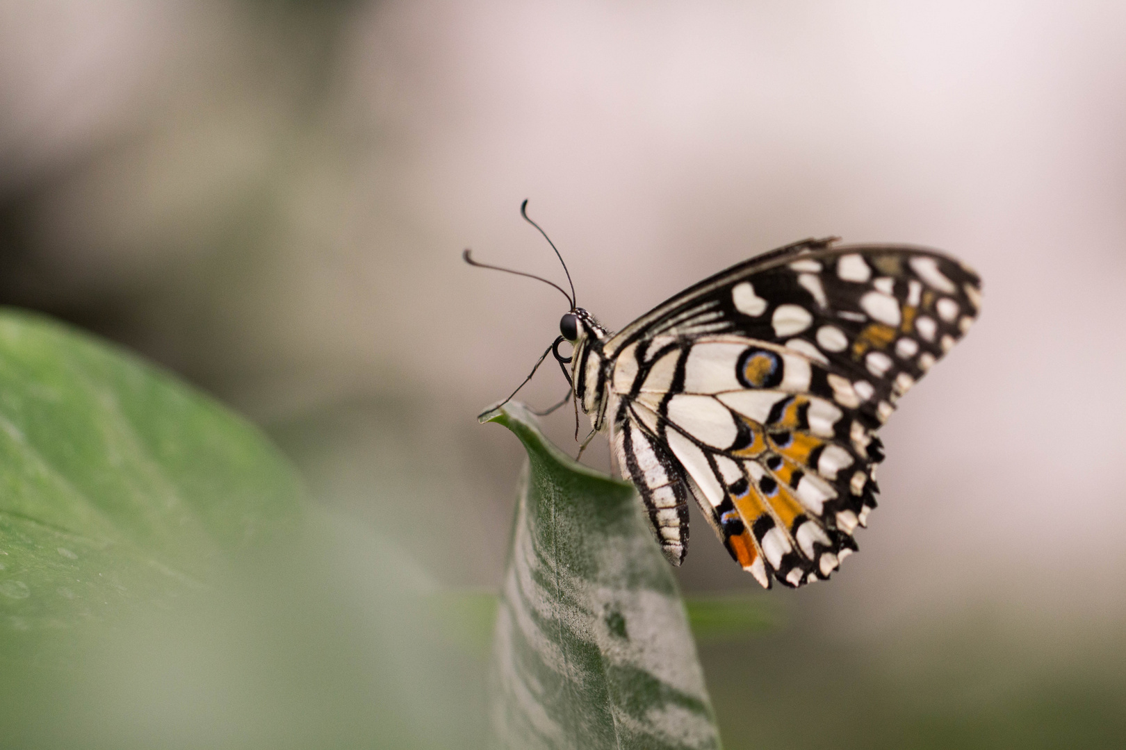 Papilio demoleus 02