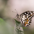 Papilio demoleus 02