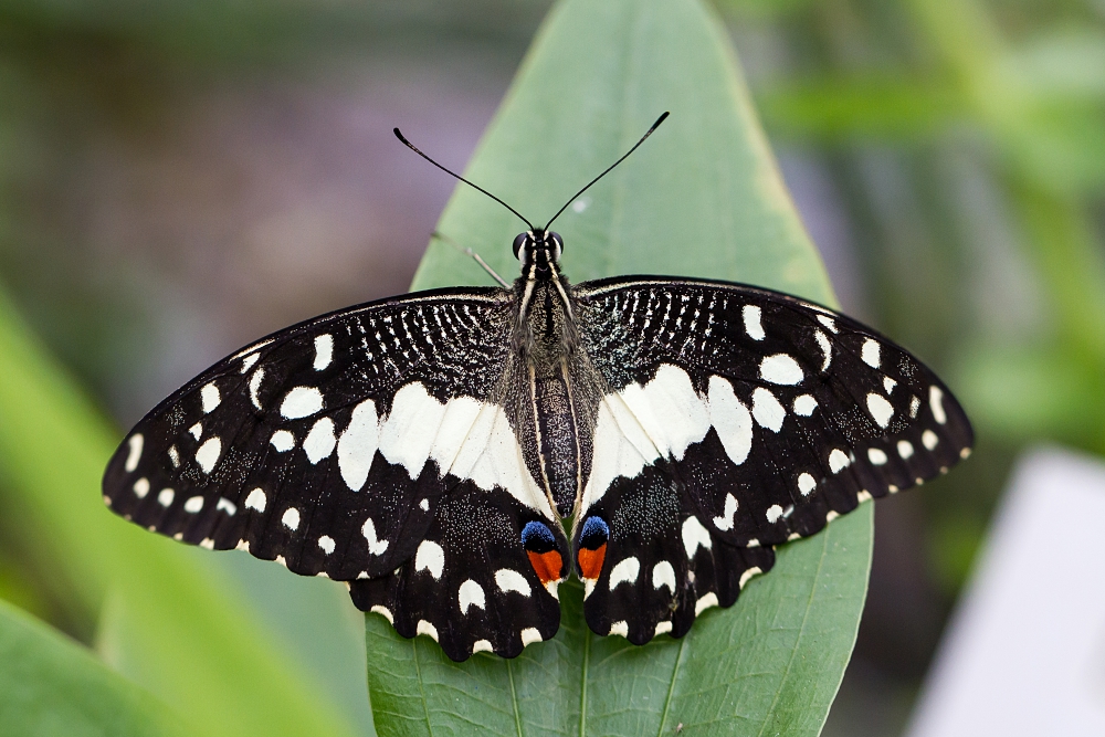 Papilio demoleus