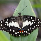 Papilio demoleus