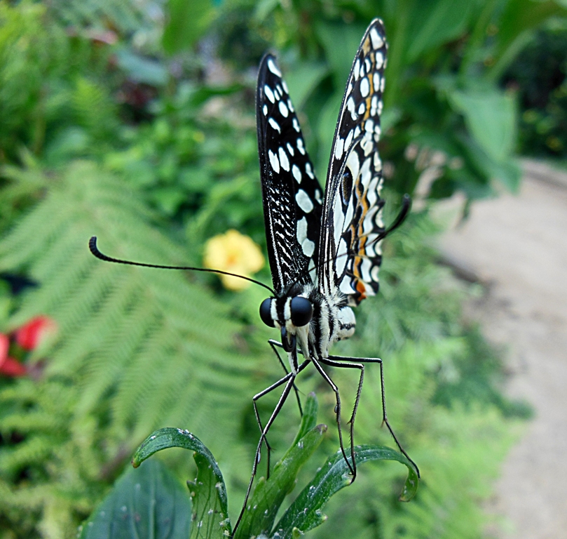 Papilio demoleus 1