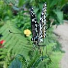 Papilio demoleus 1