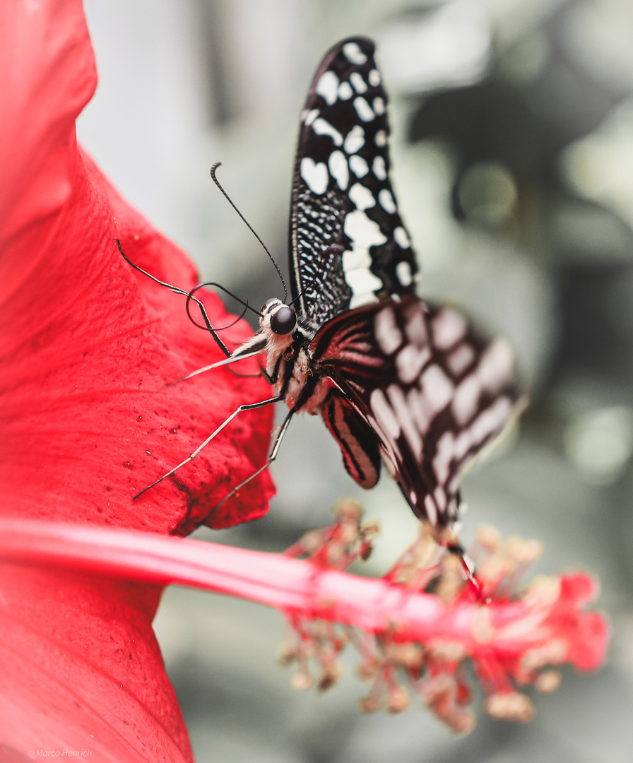 Papilio demoleus