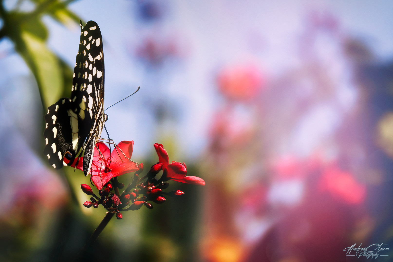 Papilio Demoleus