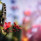 Papilio Demoleus