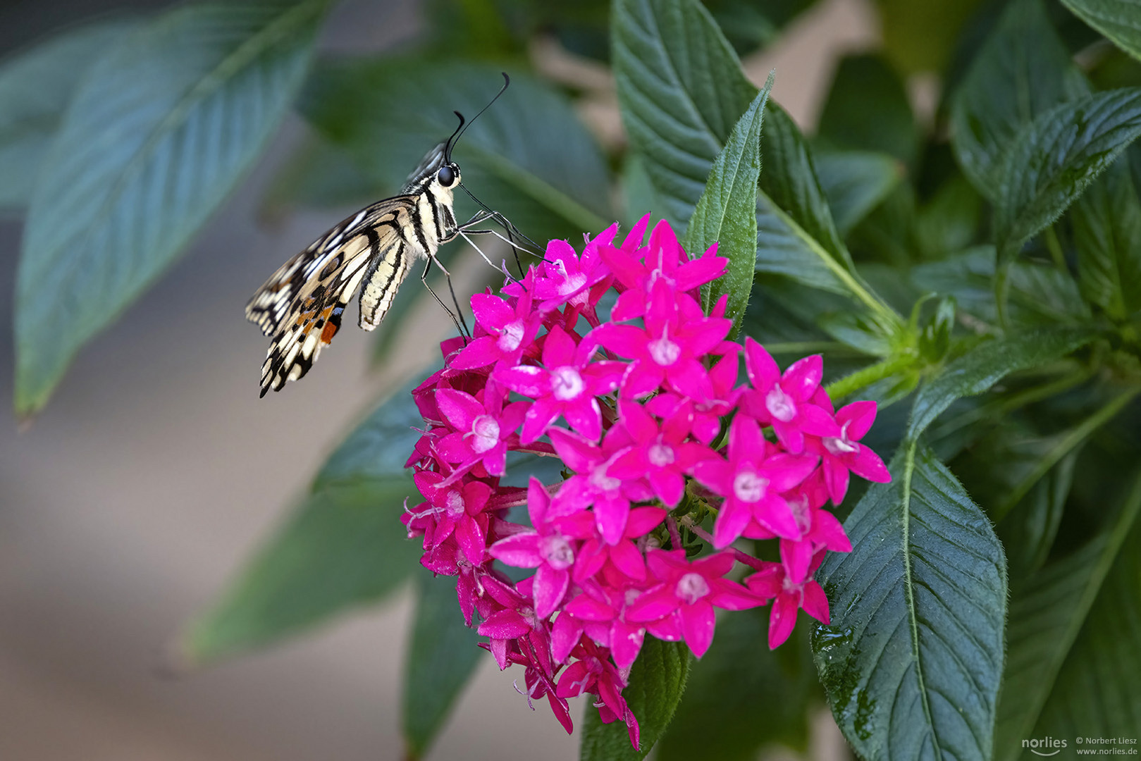 papilio demoleus