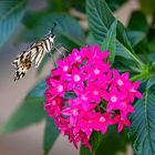 papilio demoleus