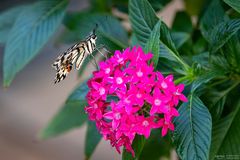 papilio demoleus