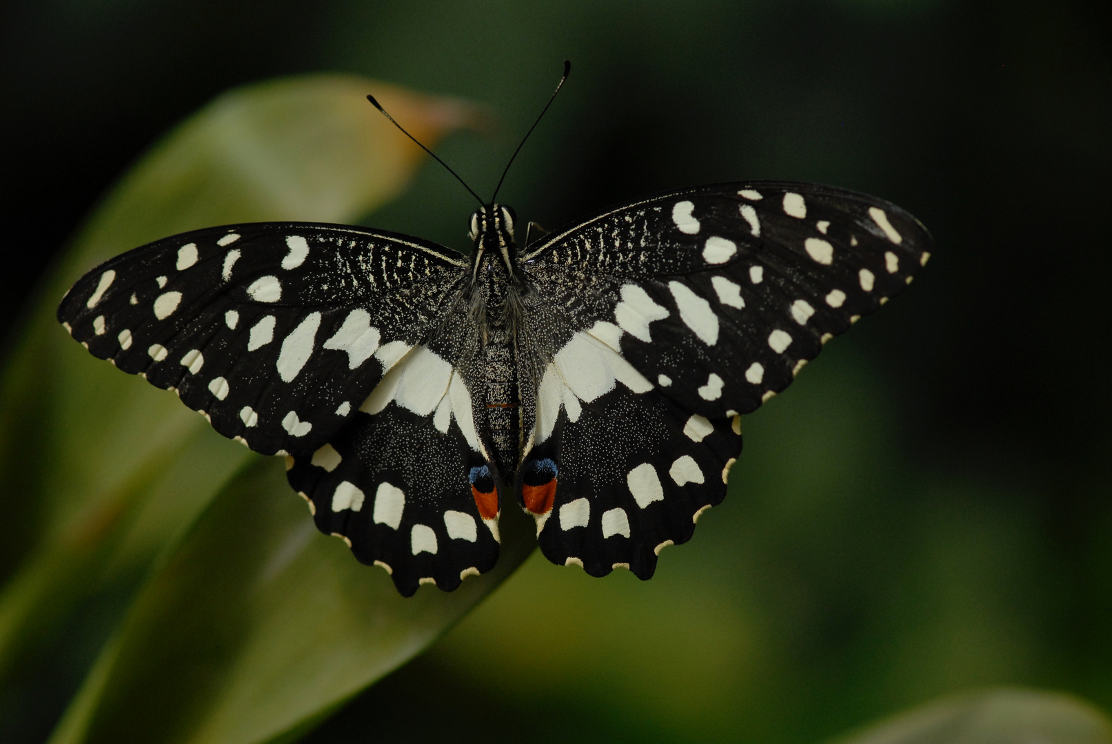 Papilio demoleus