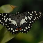 Papilio demoleus