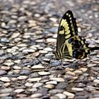 Papilio demoleus