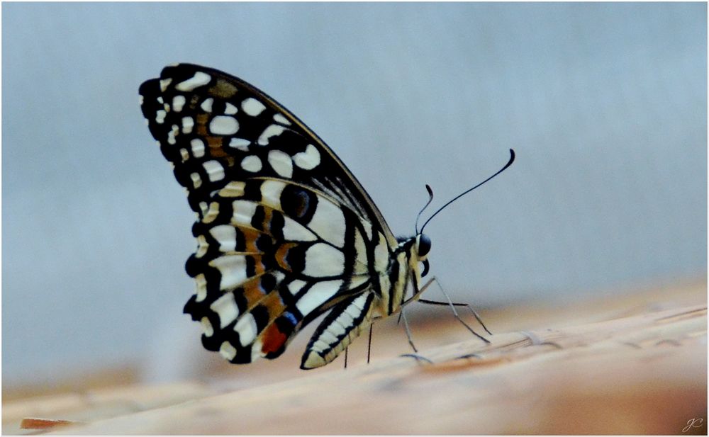 Papilio demoleus