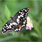 Papilio demoleus