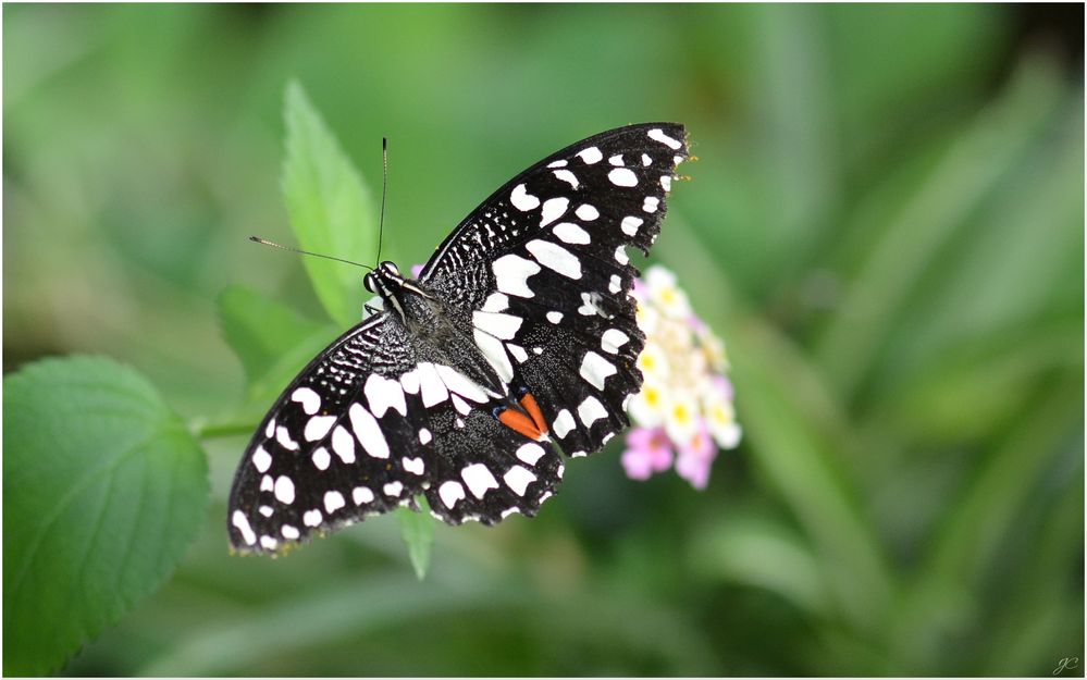 Papilio demoleus