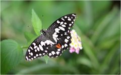 Papilio demoleus