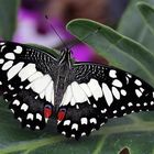 Papilio demoleus