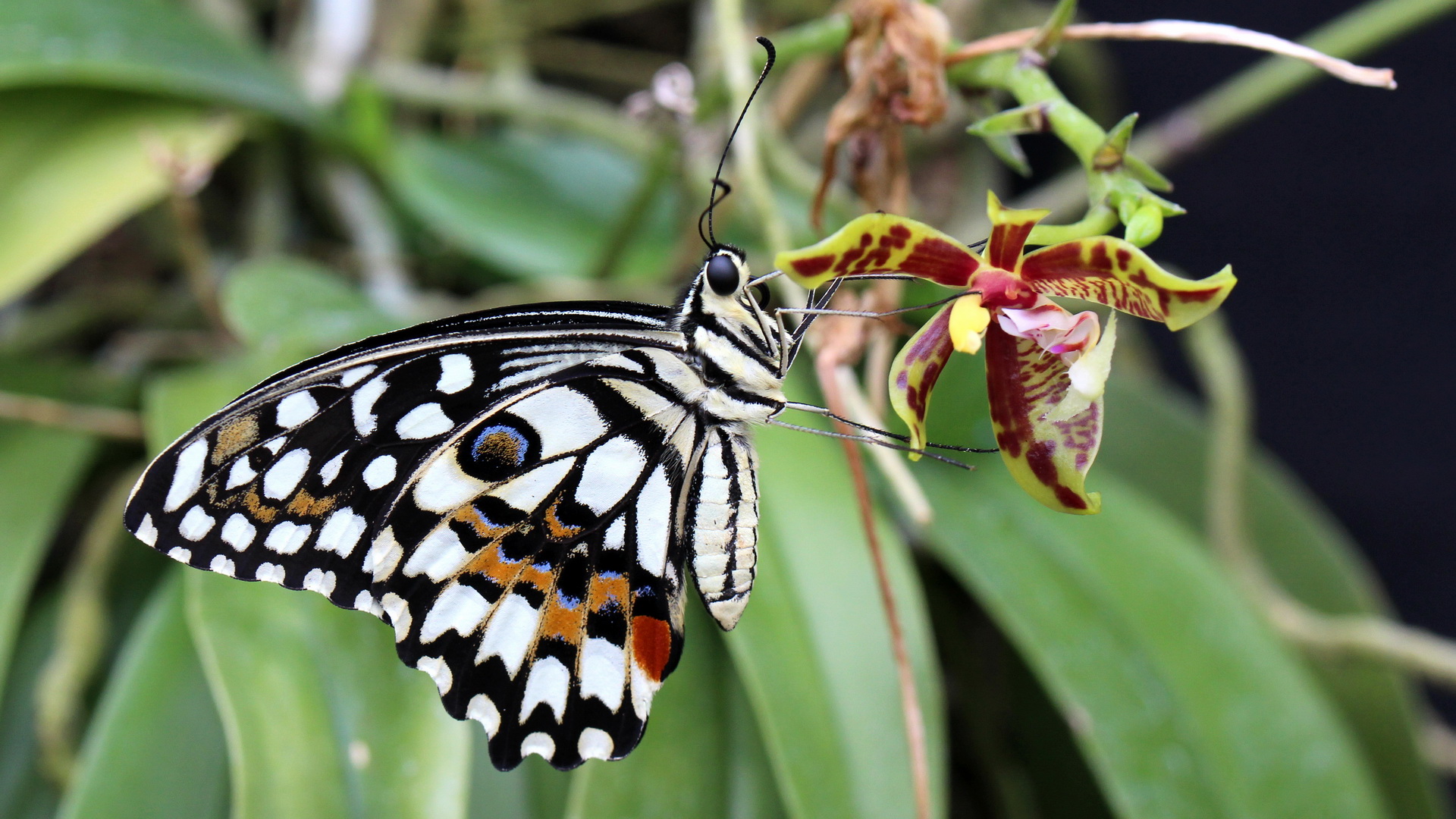 Papilio demoleus