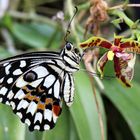 Papilio demoleus